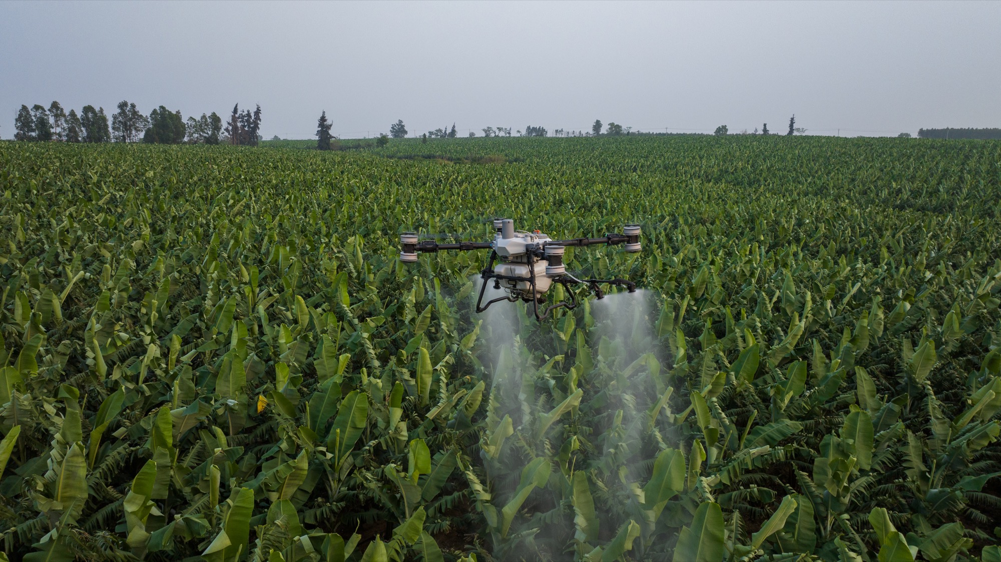 Dron agrícola aplicando insumos en un cultivo de plátano