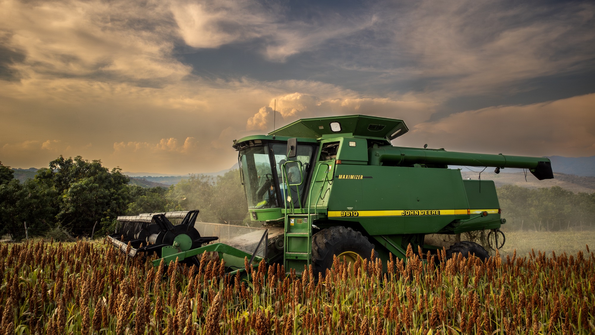 Cosecha de sorgo con maquinaria agrícola