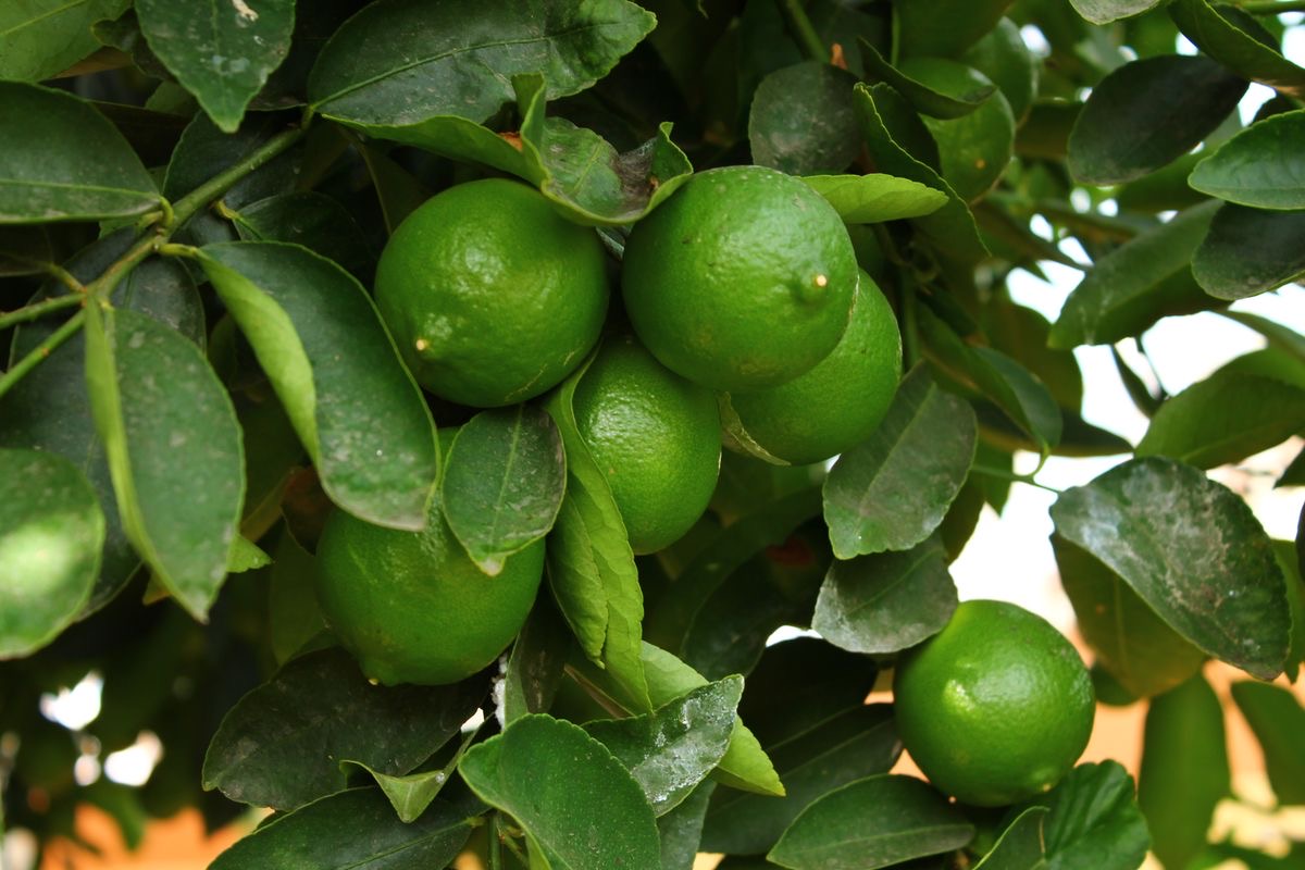 Cultivo de limones