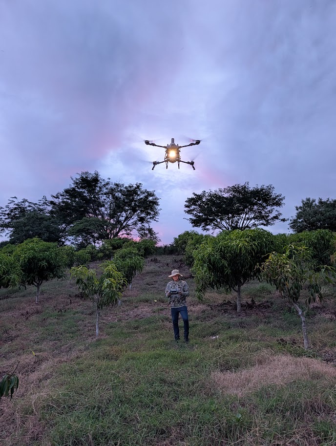 Dron agrícola en demostración sobre un huerto de mango